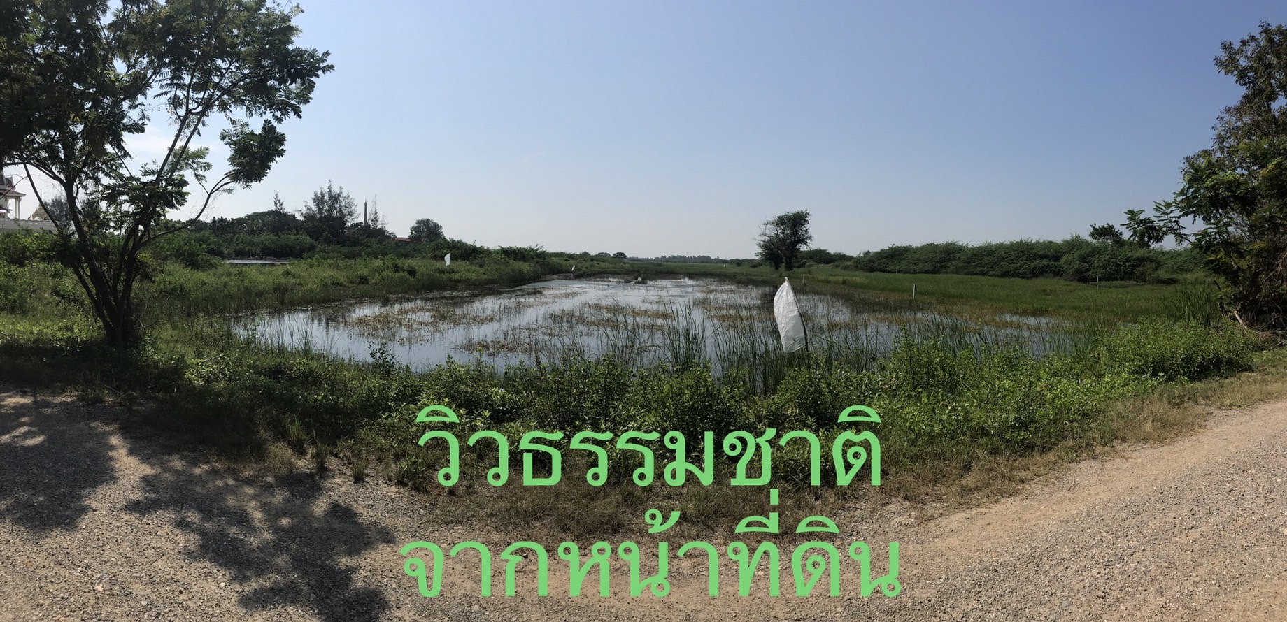 ขายที่ดินใกล้หาดปึกเตียน 48 ตรว. 279,000 บาท